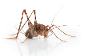 camel_cricket-300x199