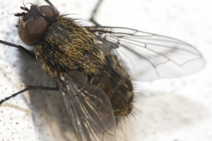 Common House Fly