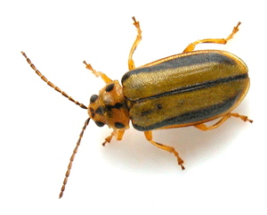 elm-leaf-beetle