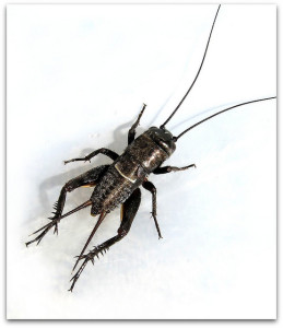 field-cricket-259x300