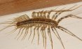 centipede