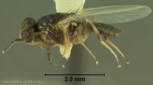 cheese_skipper03-300x167