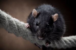 screen-shot-2016-11-07-at-12-57-34-pm