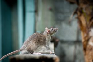 Rat and Rodent Infestations | PermaTreat