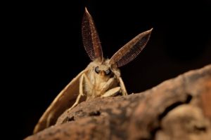 Close Up of Moth on rock in Virginia