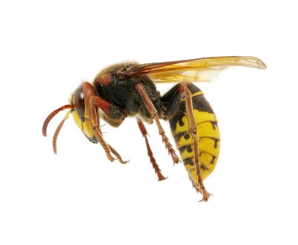 wasp