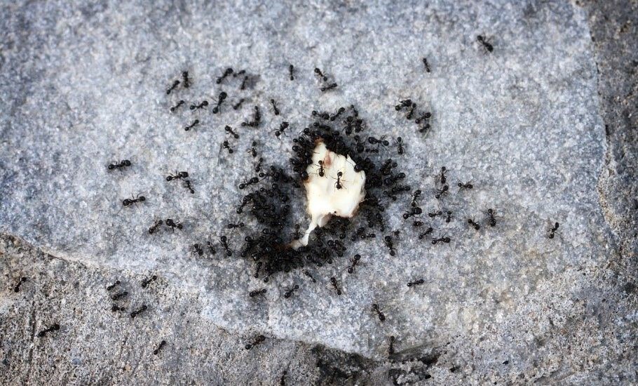 Ants — Barboursville, WV — PermaTreat Pest & Termite Control