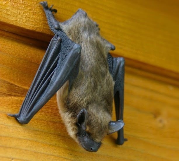 Attic — Barboursville, WV — PermaTreat Pest & Termite Control